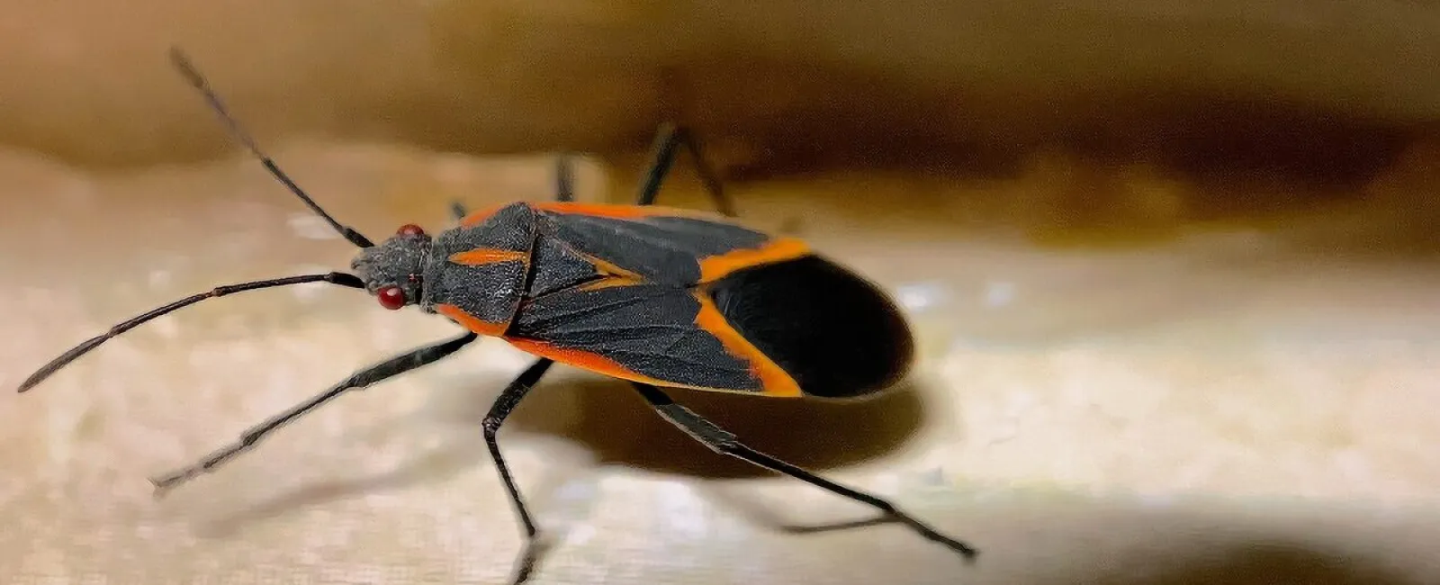 How to Get Rid of Boxelder Bugs: Advice from the Experts at <br>Valor Pest Solutions