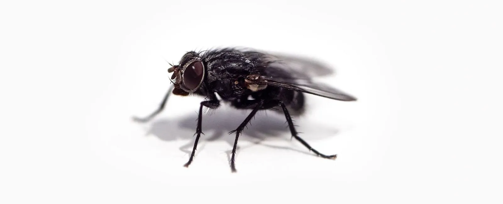 6 Gross Pest Facts We Bet You Didn’t Know