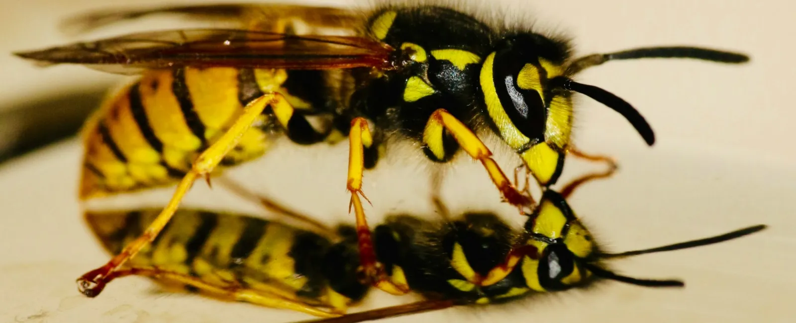 It’s Wasp Season: Everything You Need to Know About Wasps in Minnesota
