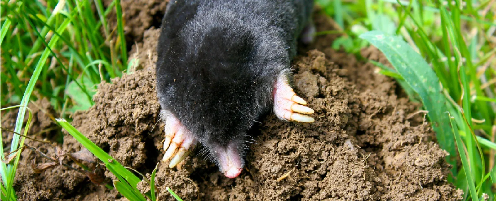 Where Do Moles Go in The Winter?