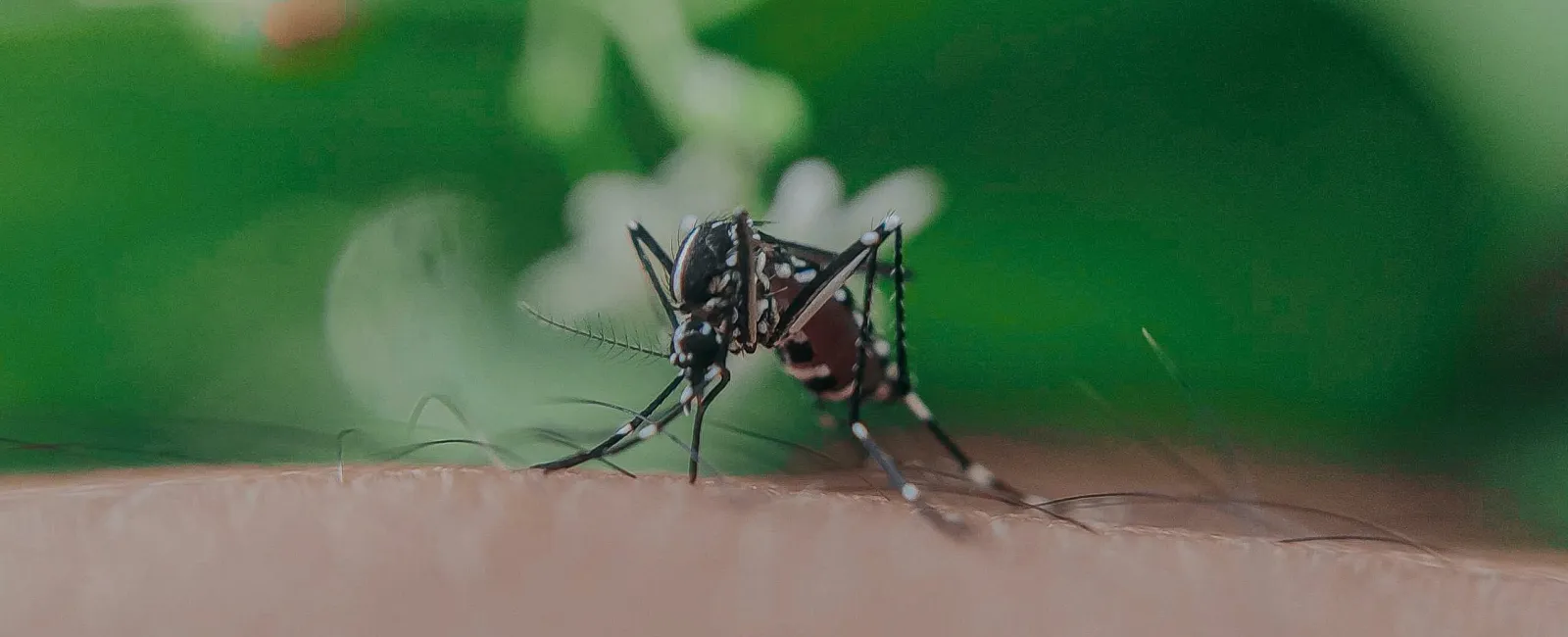 Mosquitoes Are Here: How You Can Take Care of the Problem Now