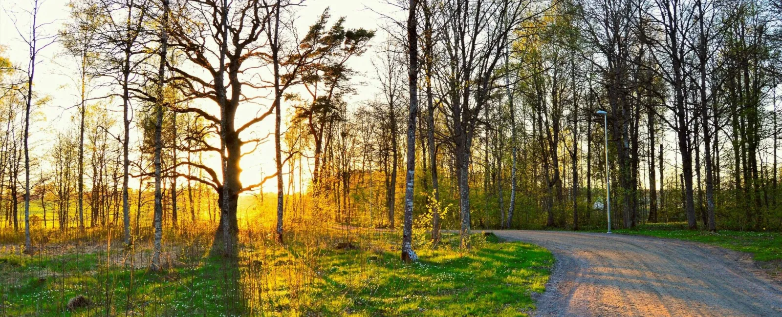 Springtime Annoyances: The 5 Most Common Springtime Pests in Minnesota