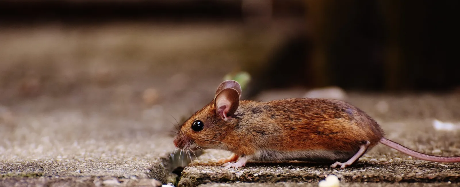 5 Pest Control Mistakes Every Homeowner Needs to Avoid