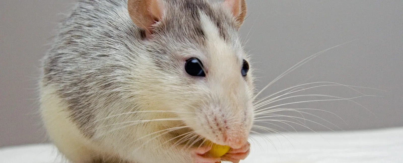 What’s the Difference Between Pest Control and Animal Control?