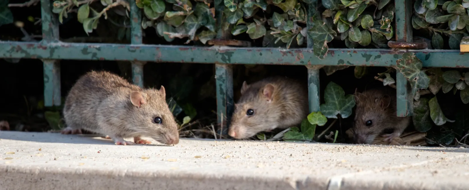 Voles vs Mice – A Quick Identification Guide