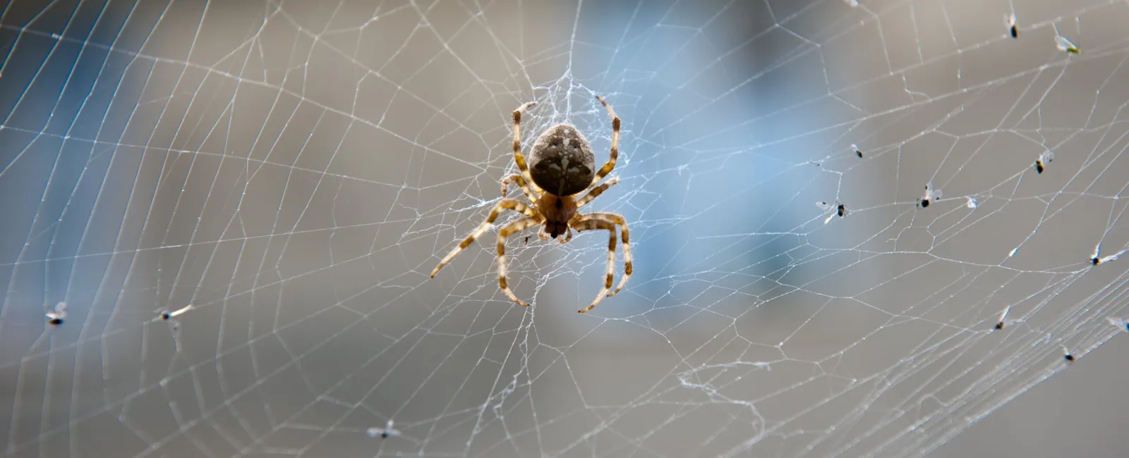 Understanding Spider Behavior: 3 Effective Tips for Preventing Spider Infestations