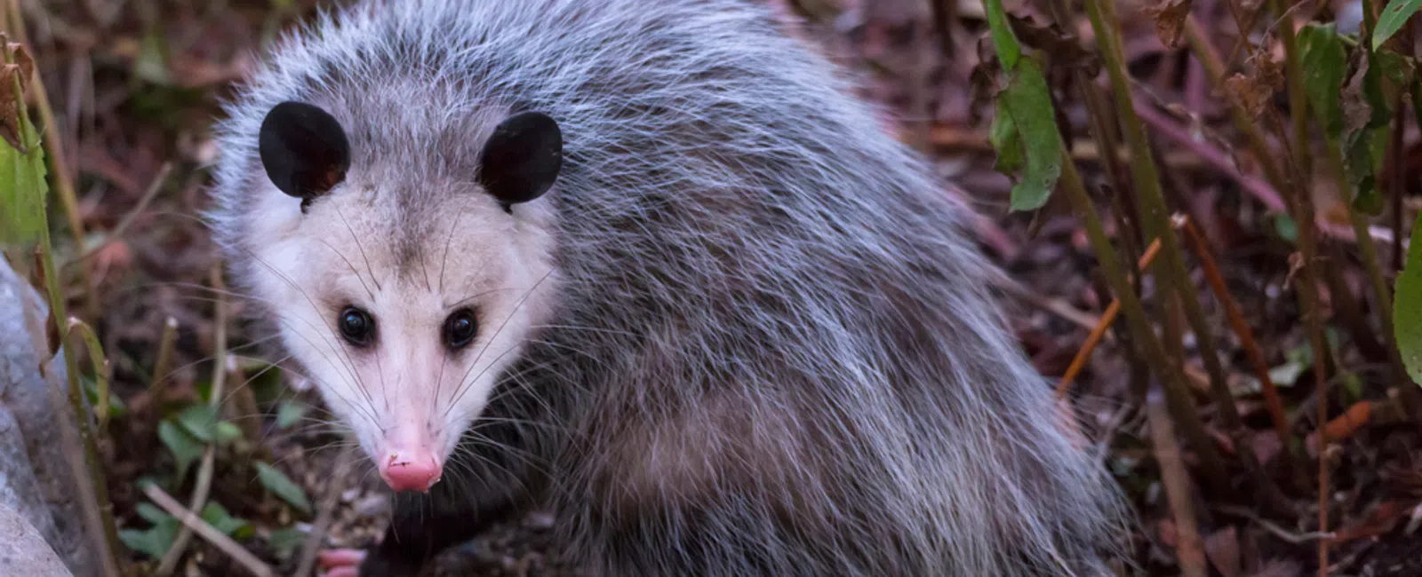 Gray opossum with dark ears and pink nose standing on forest ground among leaves and vegetation.