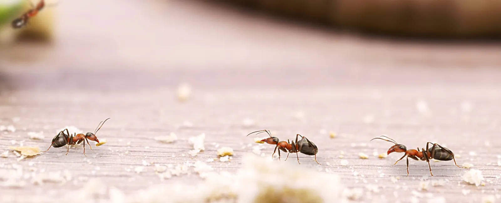 Advice From Your Go-To Ant Exterminator: How to Keep Ants Out of Your Minnesota Home