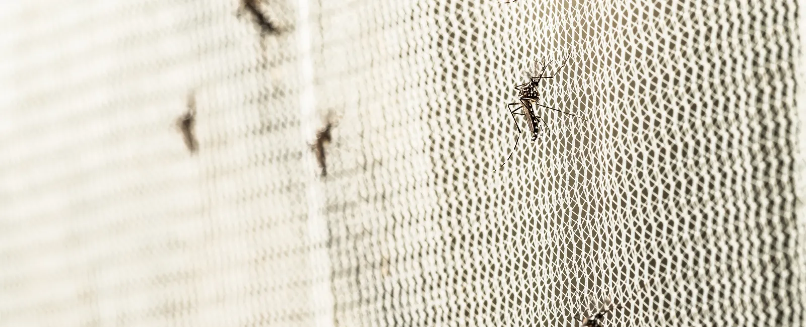 Close-up of mosquitoes resting on a white mesh screen with soft lighting and shallow depth of field