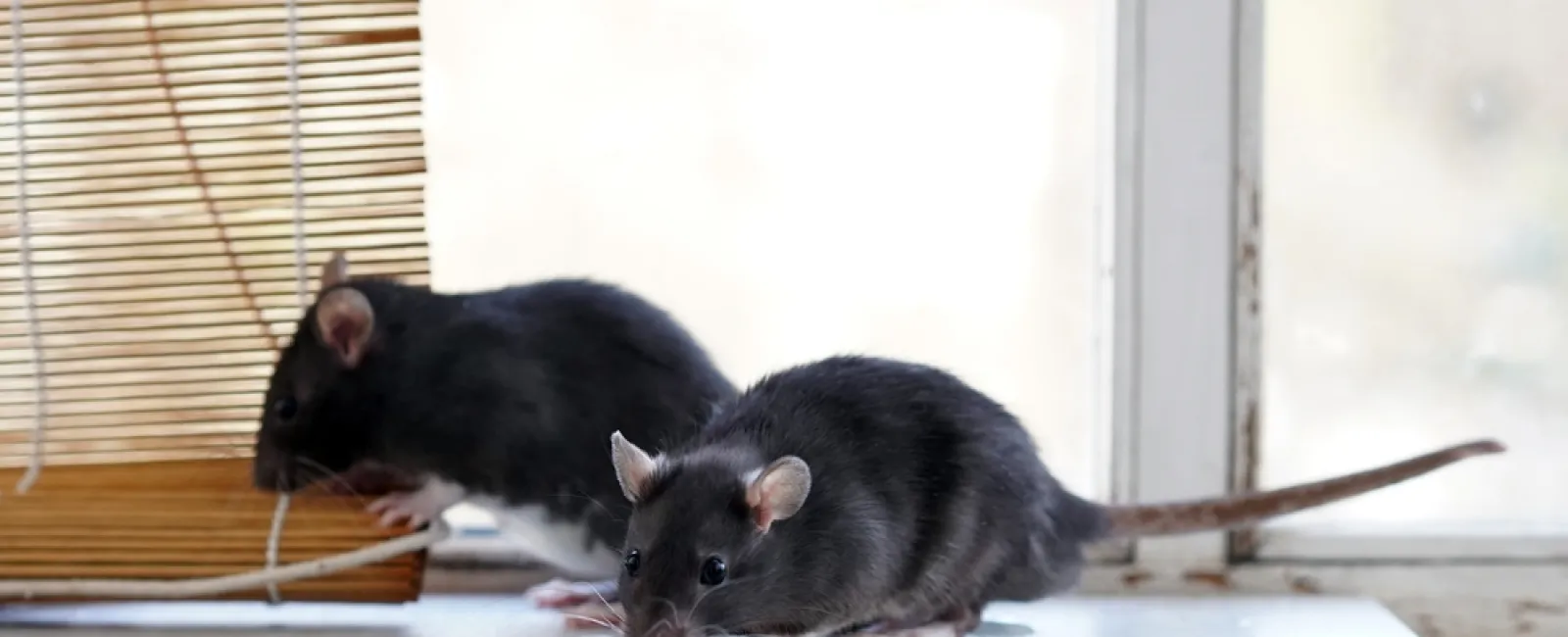 Pantry Pests: Tips to Pest-Proof Your Pantry and Keep Food Bugs Out