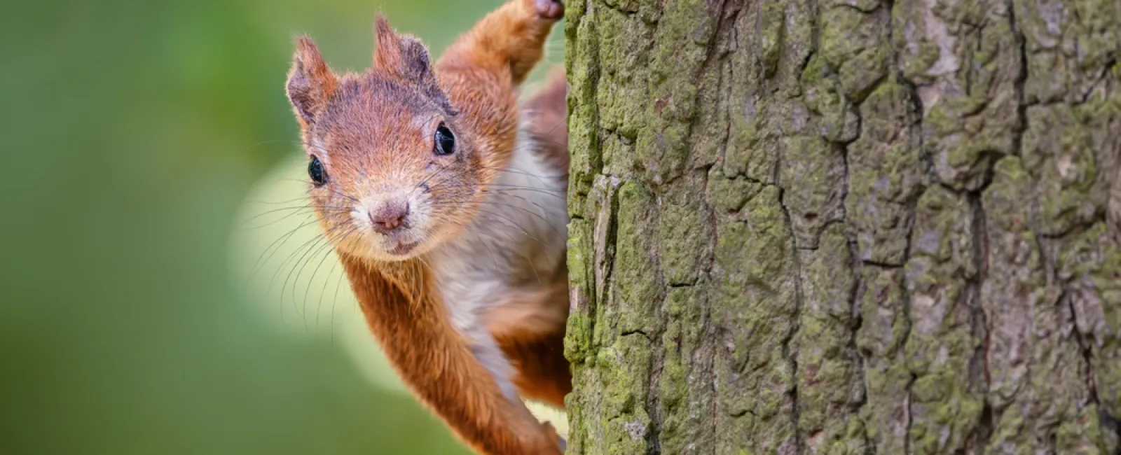 How to Keep Squirrels Away from Your Home and Yard
