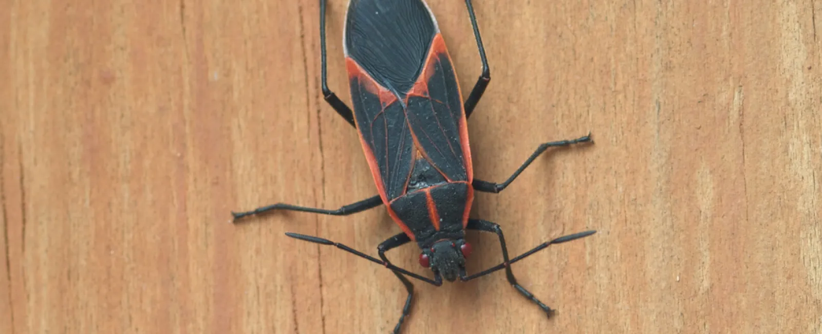 Boxelder Bug: The Fall Invader Taking Over Your Minnesota Home