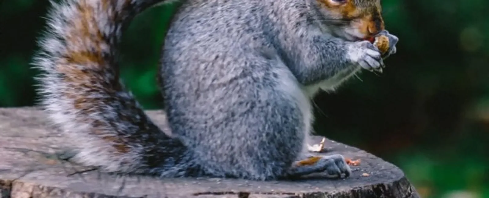Understanding Wildlife Intrusions: How to Keep Your Home Safe