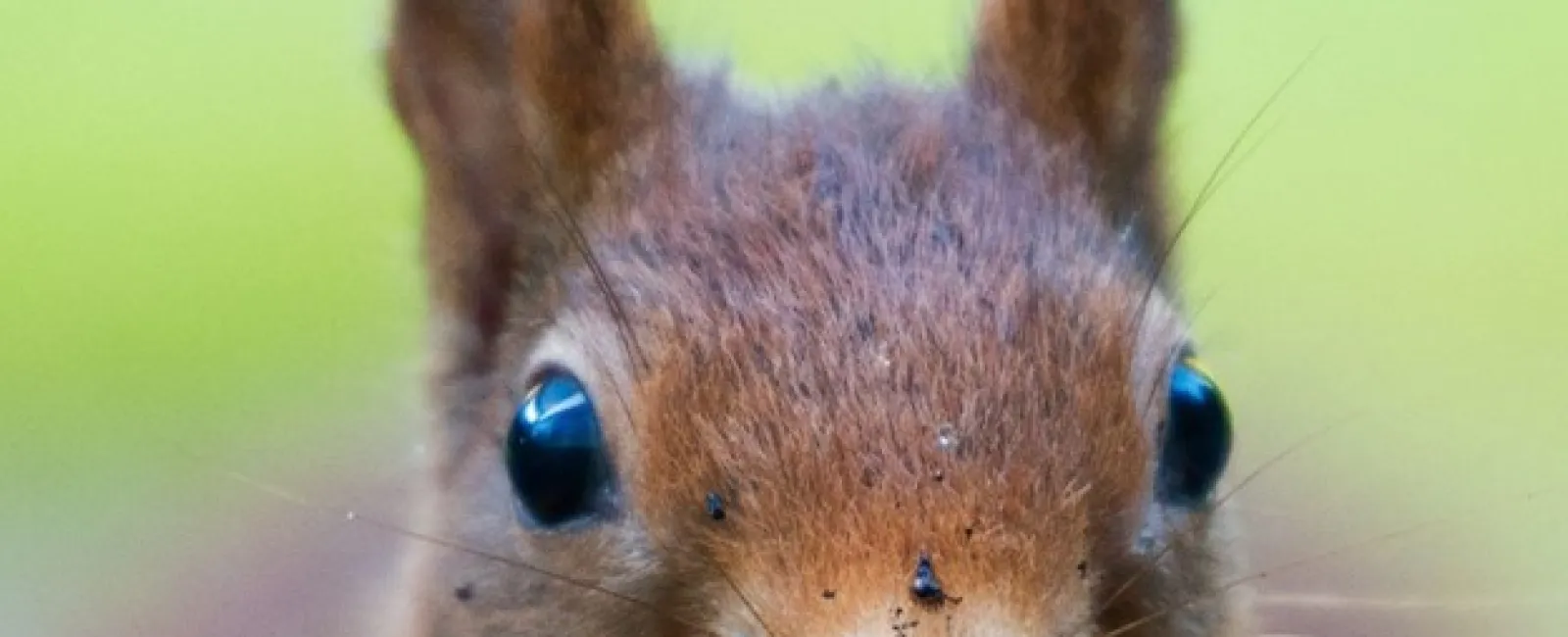 Safeguard Your Home: Professional Squirrel Removal with Valor Pest Solutions