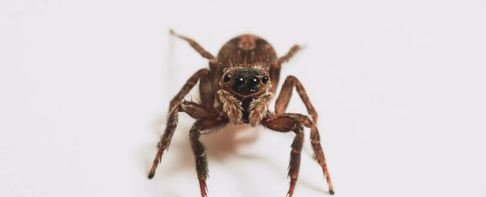 Ways to Avoid Spiders