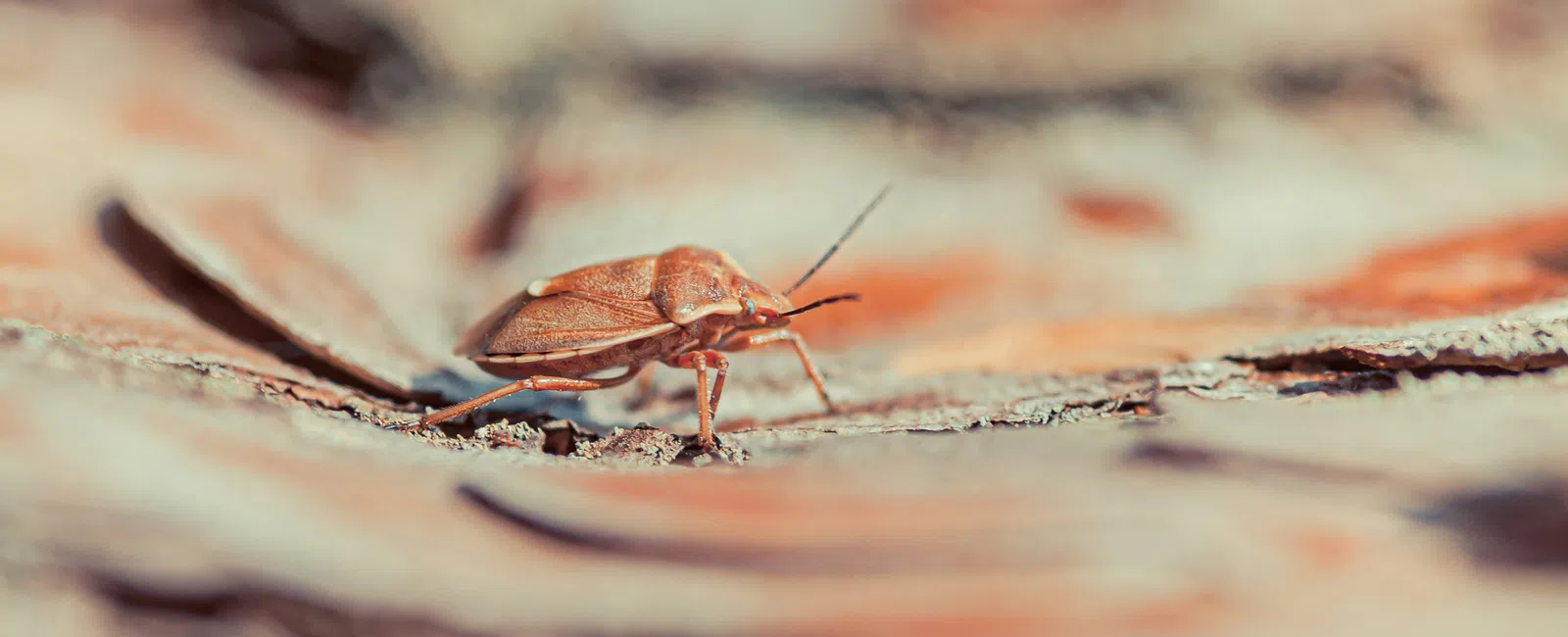 Close-up of a bed bug with antennae on textured bark with soft orange and beige tones in background.