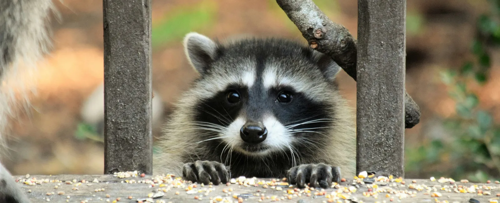 Curious raccoon peeking over a wooden deck railing with scattered birdseed around its paws.