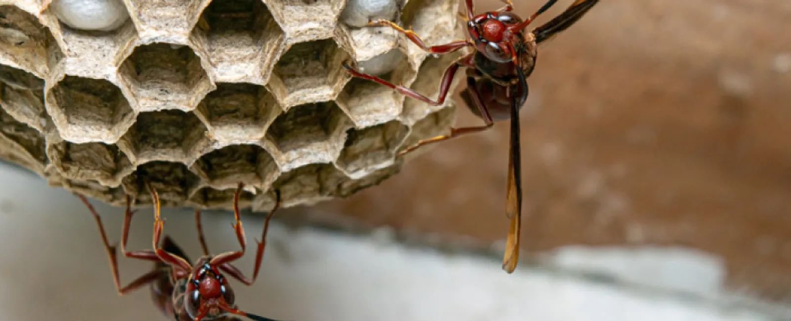 Debunking Common Pest Control Myths: What Homeowners Really Need to Know