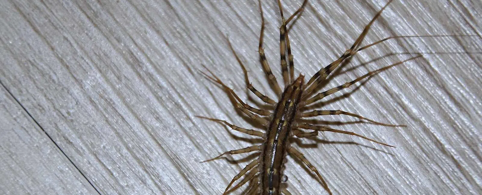 Close-up of a brown centipede with many legs on a textured wooden surface.