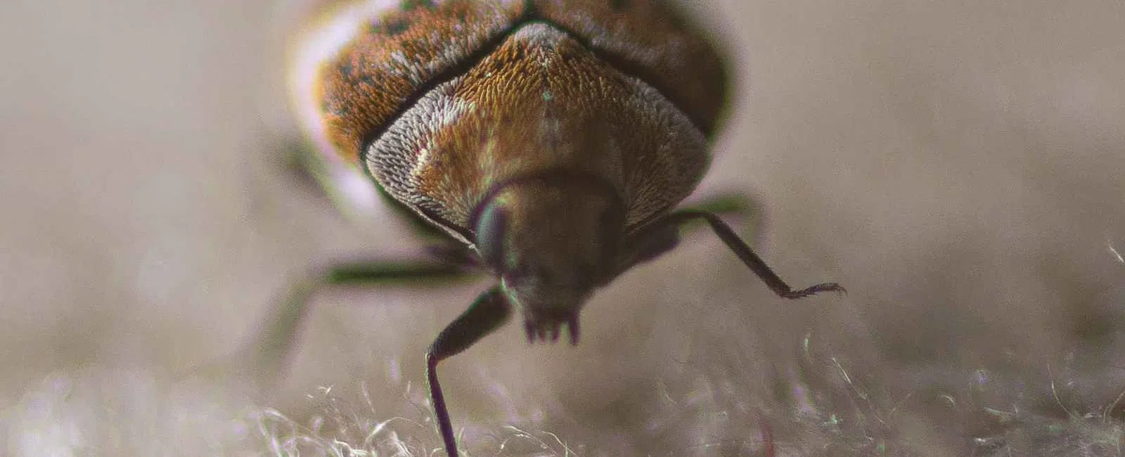 Close-up macro image of a bed bug on a soft fabric surface showing detailed body texture and legs.