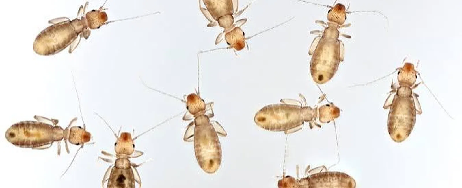 Close-up view of several small brown termites with antennae on a white background.