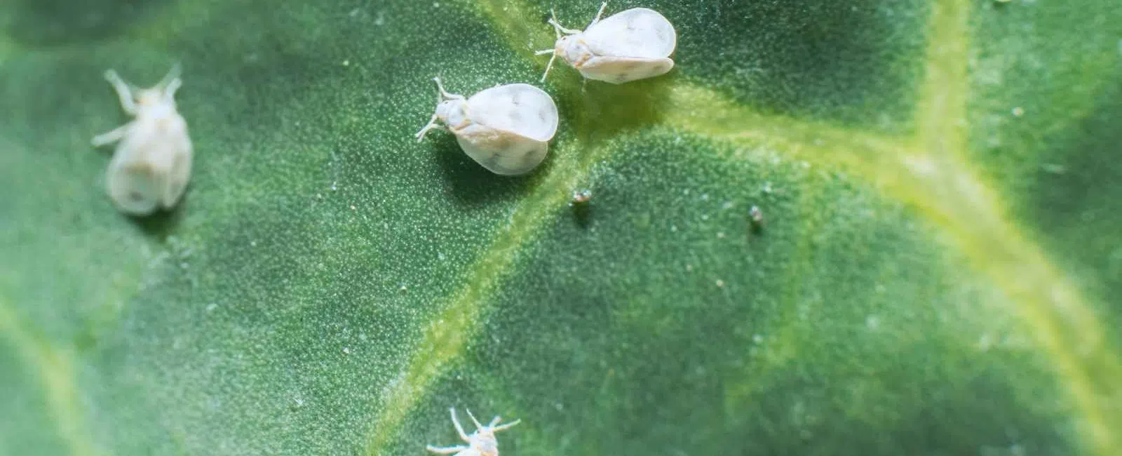 Close-up of white aphids feeding on a green leaf with visible veins and texture detail.