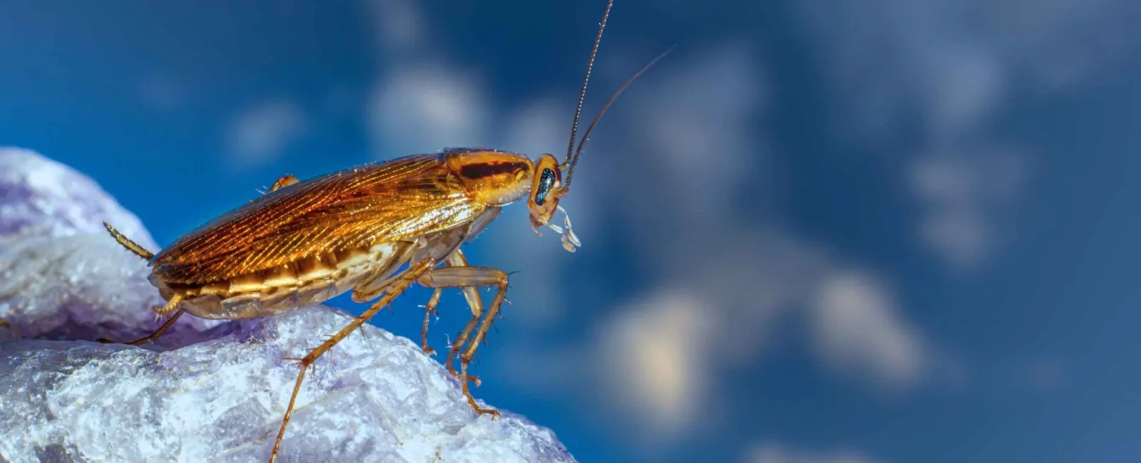 Close-up of a brown cockroach on a textured rock with a blurred blue sky background.