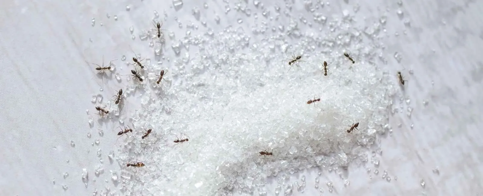 Small ants swarming around a pile of white sugar crystals on a textured surface.