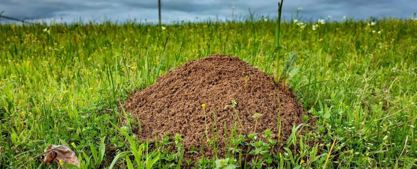 Close-up of a termite mound surrounded by green grass under a cloudy sky in a rural landscape.