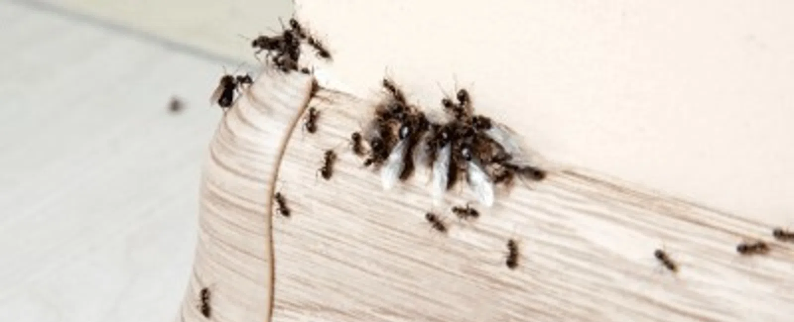 Black ants swarming a wooden baseboard against a white wall inside a room.