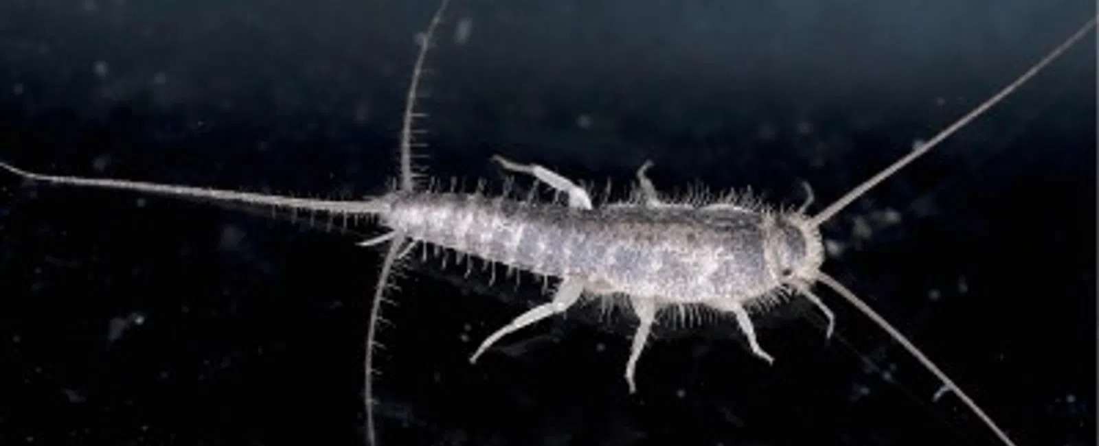 Close-up of a silverfish insect with long antennae and hairy body on a dark background.