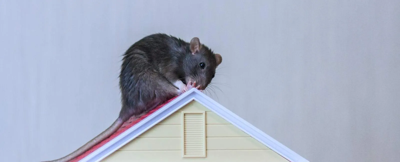 Black rat perched on the roof of a small yellow model house against a plain background