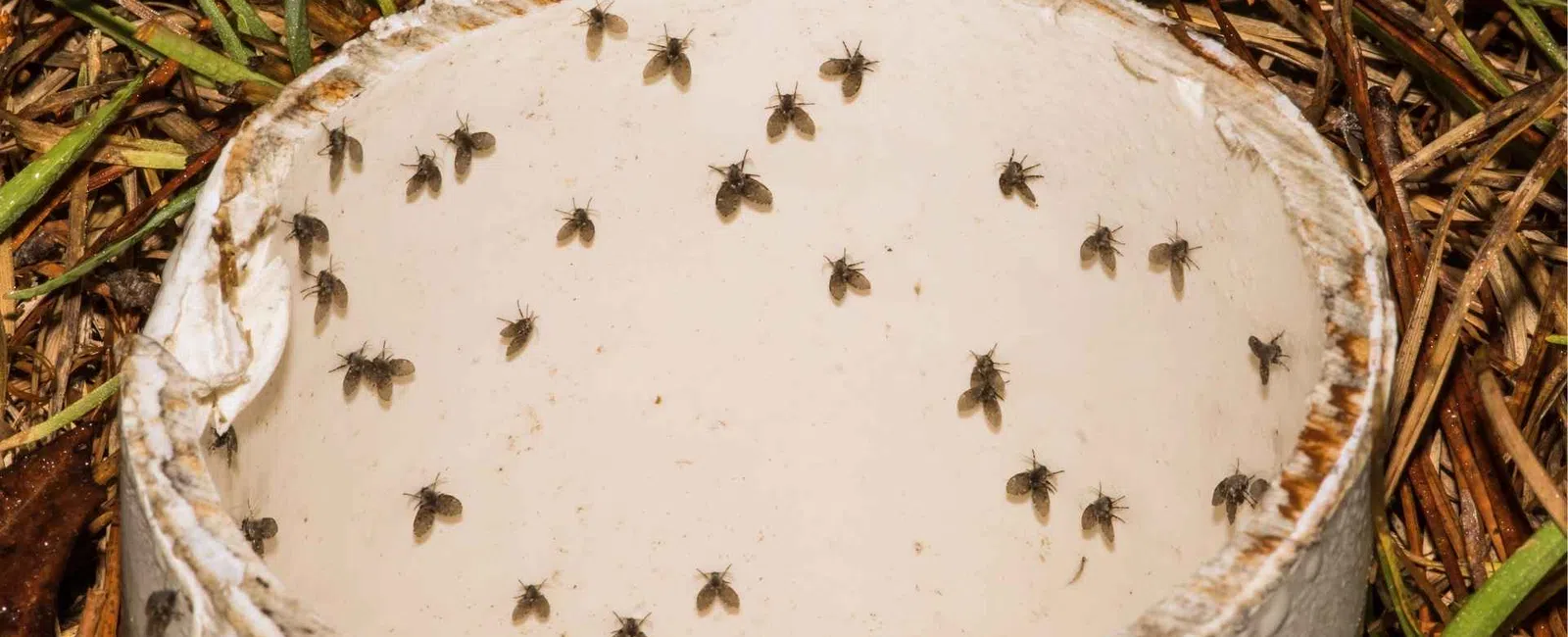 Small flies trapped inside a white cylindrical container on grass and dried plant debris outdoors.