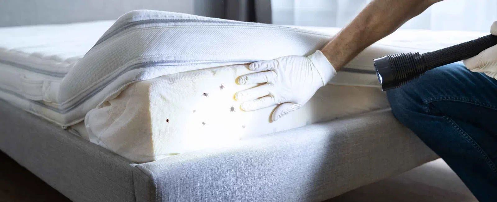 Person inspecting mattress for bed bugs using flashlight and wearing gloves on a grey bed frame.
