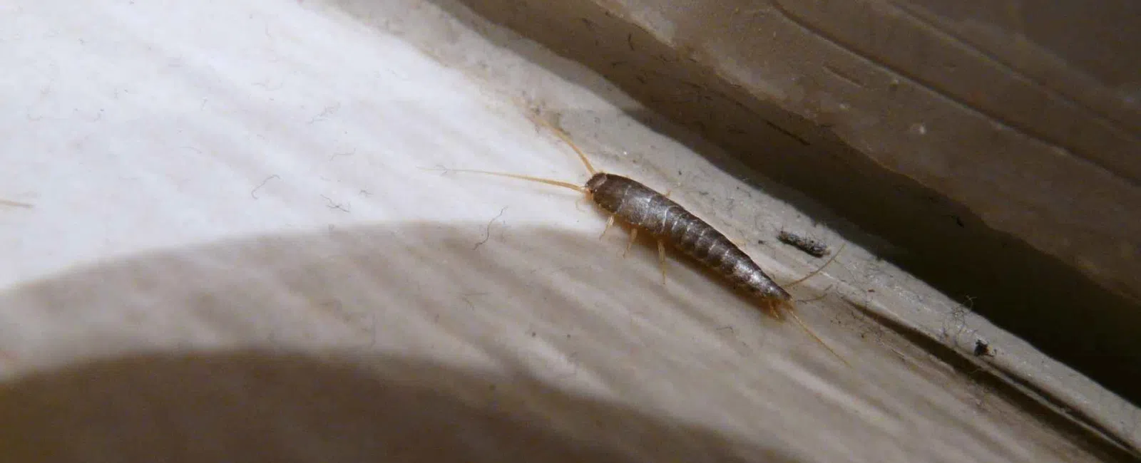 Close-up of a silverfish insect with metallic scales crawling on a dusty white surface near a wall corner.