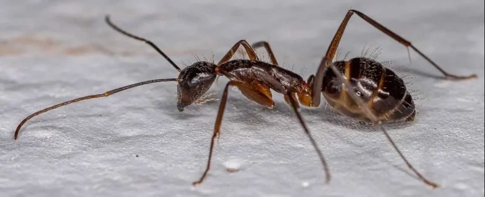 Close-up macro image of a black ant on a textured white surface showing detailed body and legs.