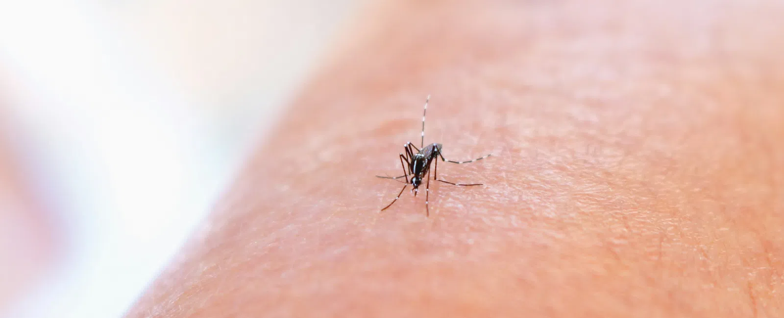 Close-up of a mosquito on human skin with blurred background, showing insect detail and texture of skin.