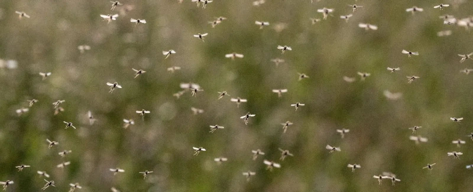 Swarm of small flying insects against a blurred natural green background in daylight.