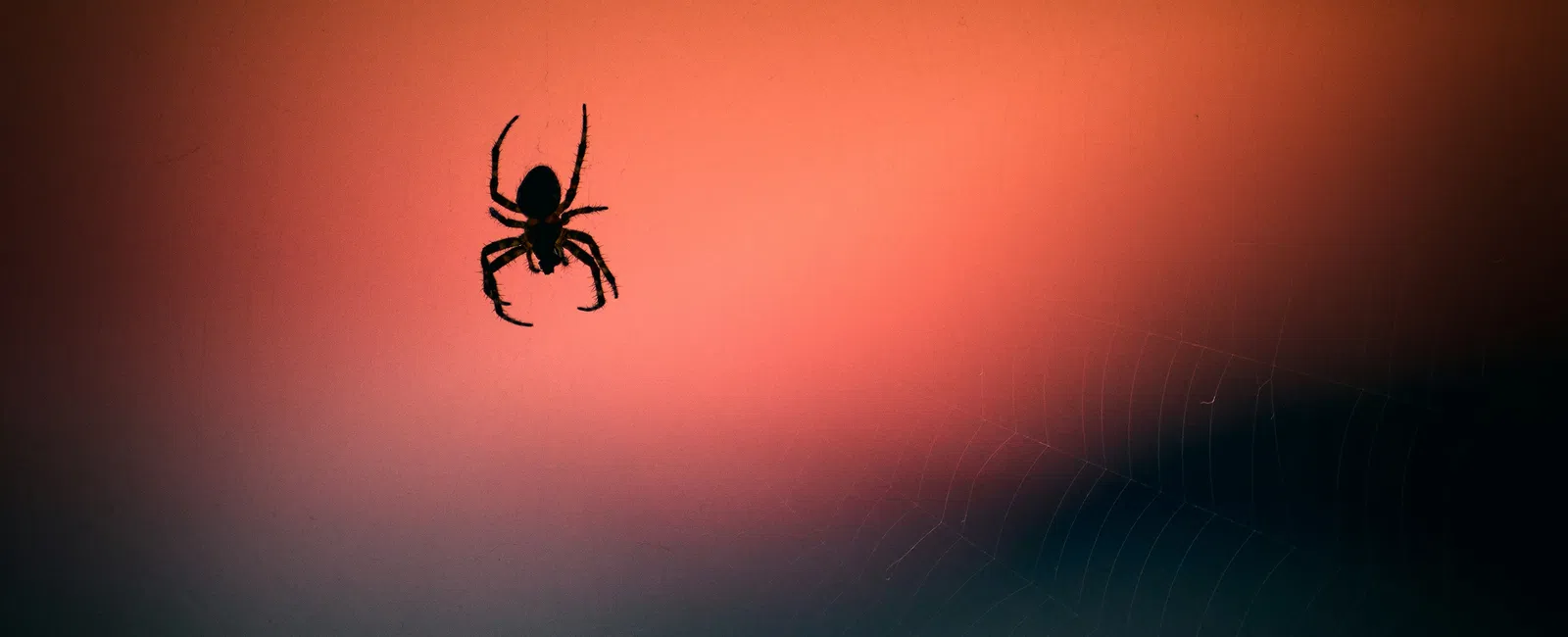 Silhouette of a spider hanging from a web with a blurred orange and dark blue background at sunset.