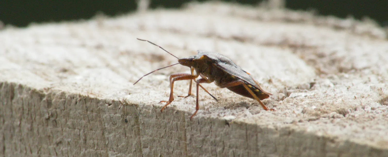 Close-up of a brown insect with long antennae on weathered wooden surface outdoors