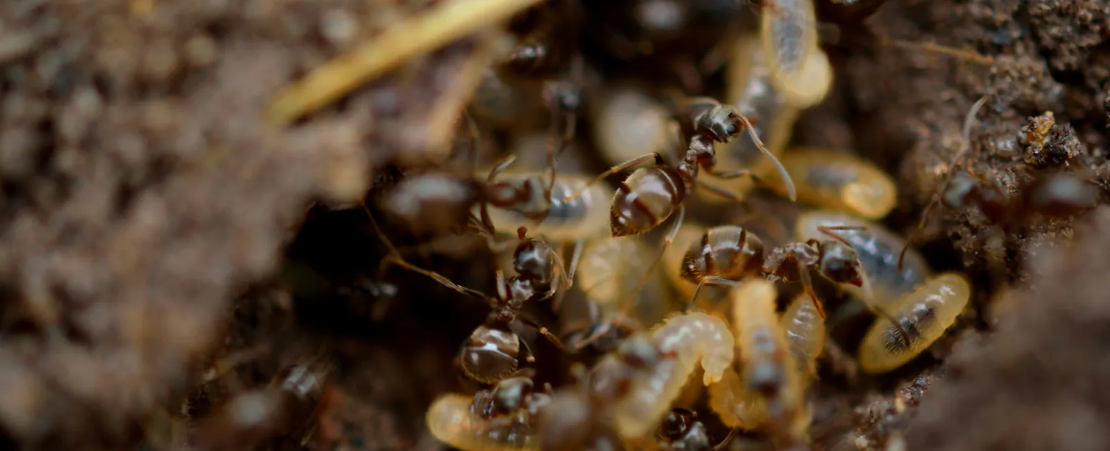 Close-up of ants tending to larvae and pupae inside a soil nest showing insect colony activity.