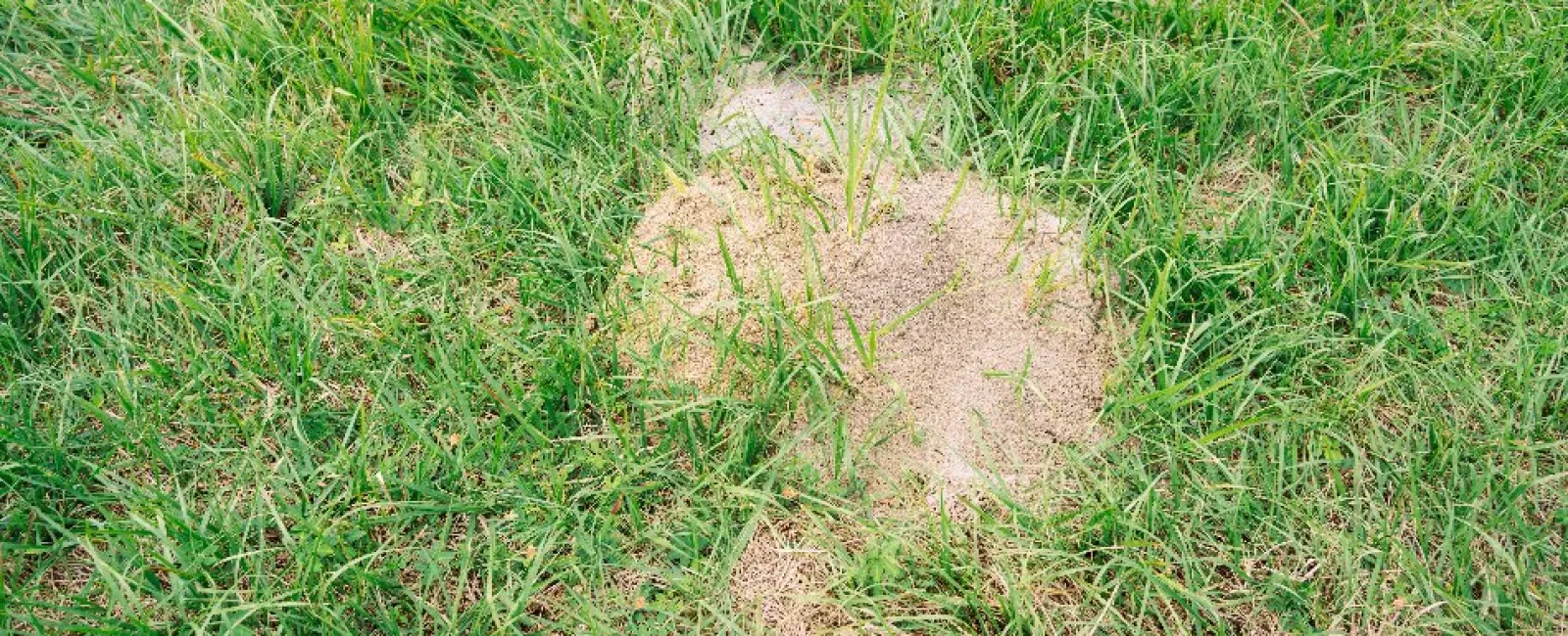 Close-up of a dry ant hill surrounded by green grass in a garden or field setting.