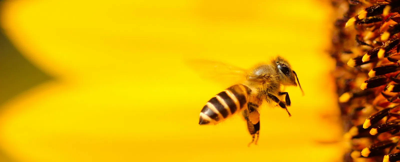 Honeybee flying near the center of a bright yellow sunflower collecting pollen