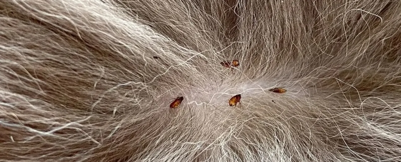 Close-up of brown bed bugs crawling on light-colored animal fur with fine, soft hair strands visible.