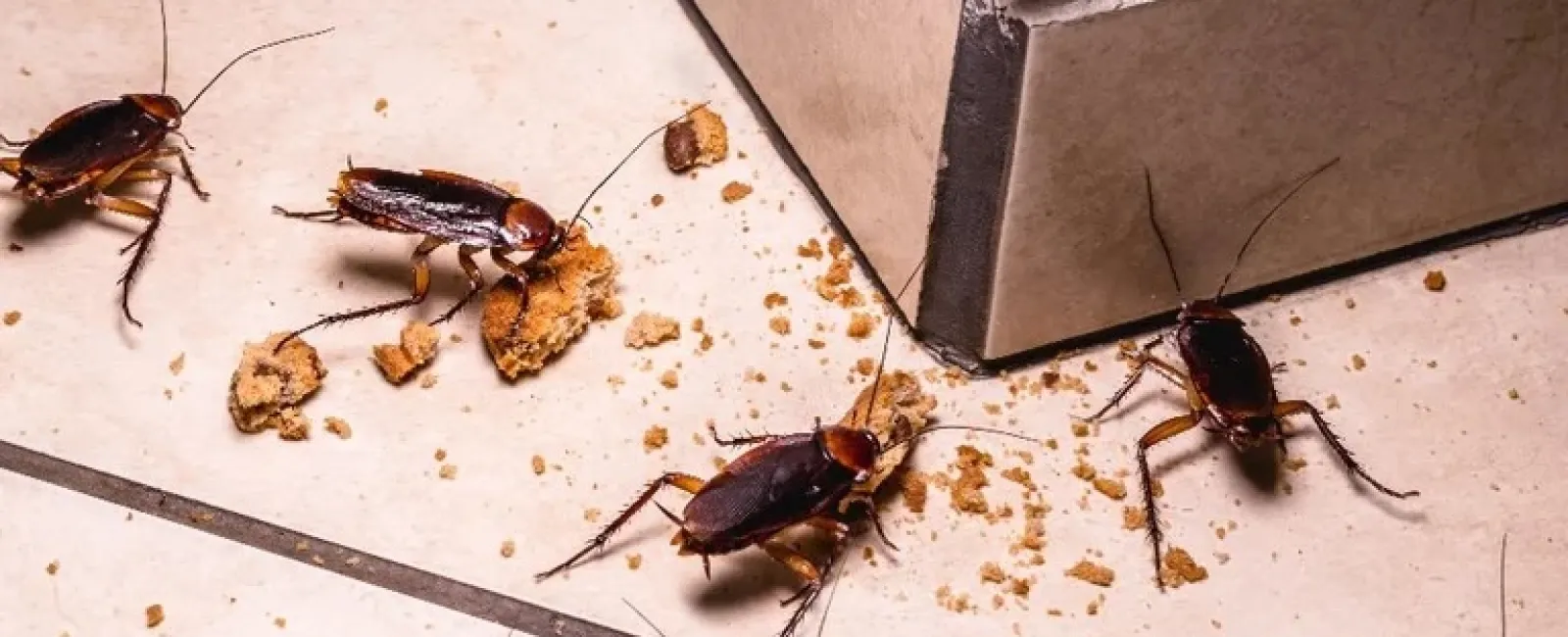 Four cockroaches crawling on tiled floor near crumbs beside a wall corner, highlighting pest infestation.