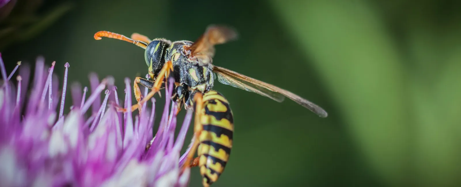 Close-up of a yellow and black wasp collecting nectar from a purple flower with green blurred background