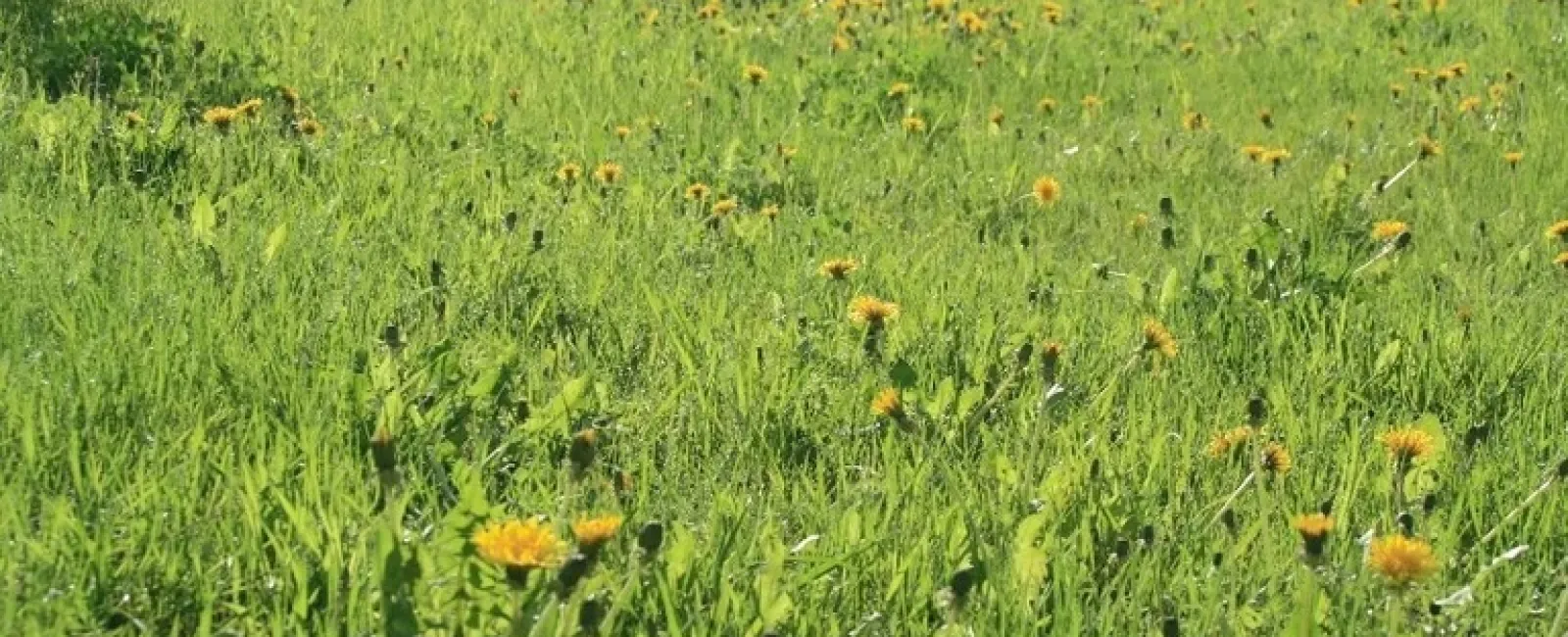 Green field with scattered yellow dandelions under bright sunlight