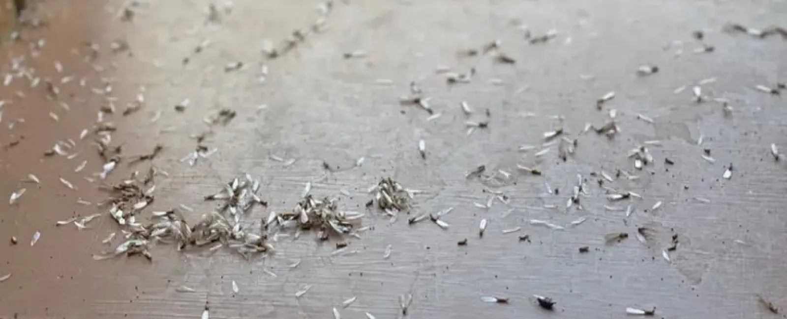Scattered dry termite wings and discarded insect shells on a wooden surface indicating termite activity.