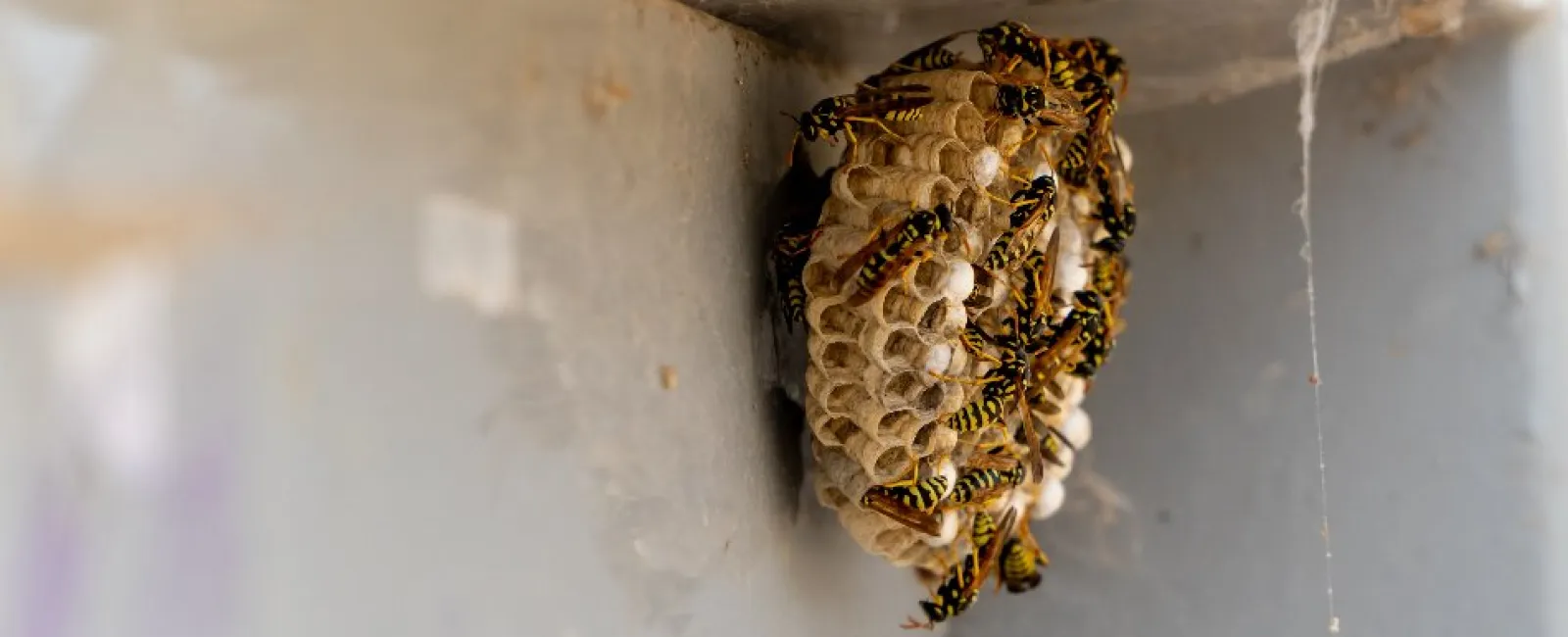 Close-up of a wasp nest attached to a corner with several wasps crawling on hexagonal cells under soft light.