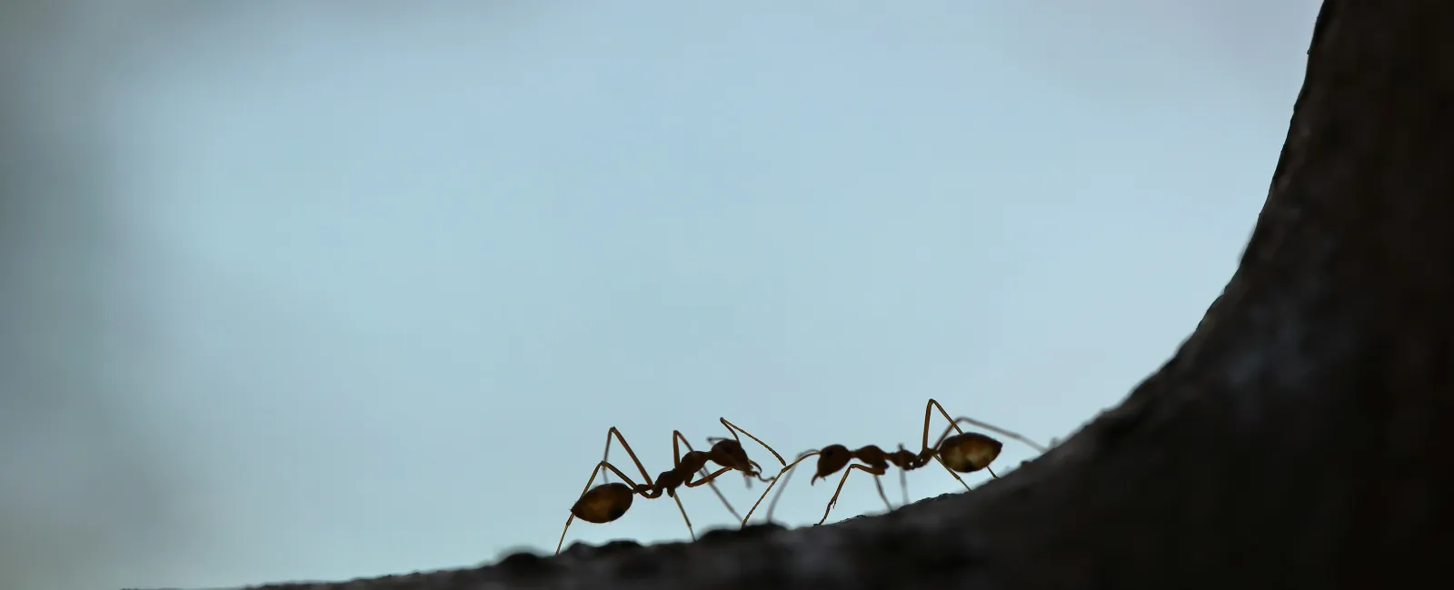 Caribbean Crazy Ants in Broward County, FL